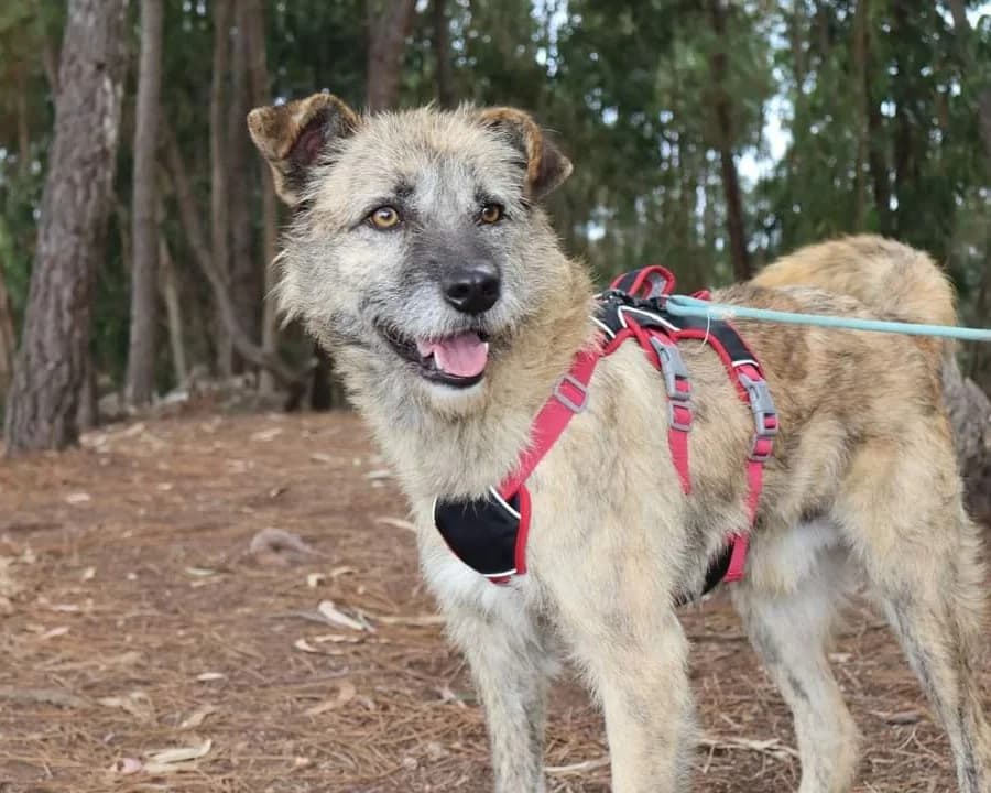 Washington, male 4yo Mixed Breed for adoption at Tierrettung International e.V.