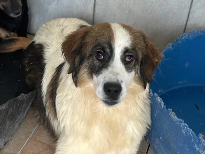 Maro, male young Mixed Breed for adoption at Tierrettung International e.V.