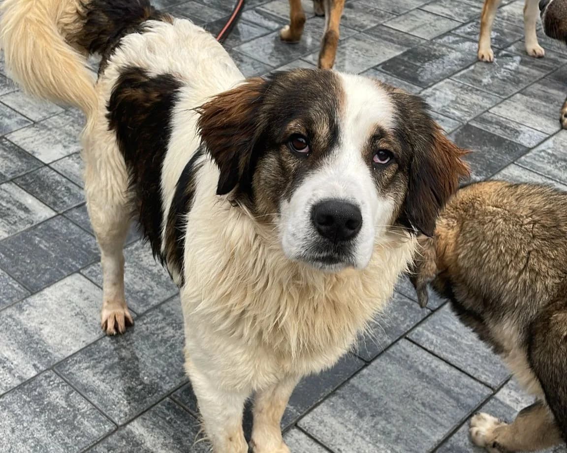 Maro, male young Mixed Breed for adoption at Tierrettung International e.V.