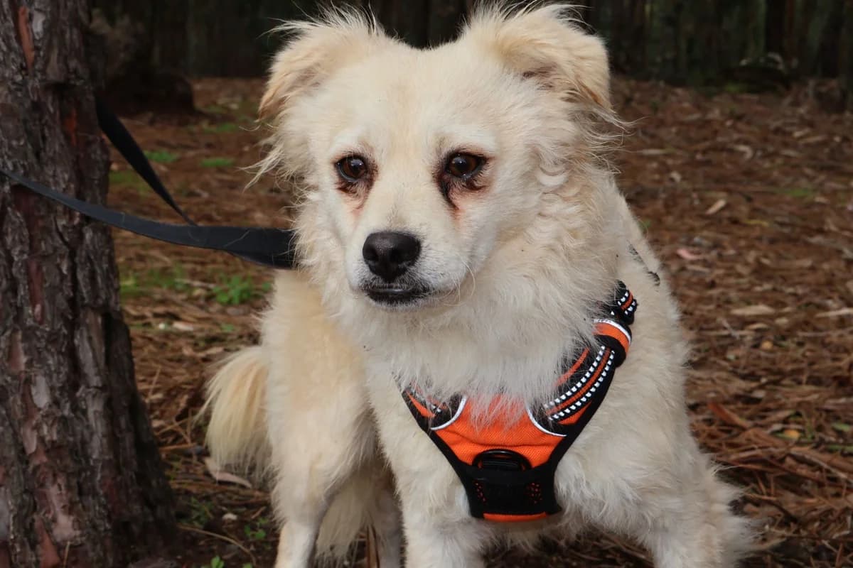 Elmo, male 6yo Mixed Breed for adoption at Tierrettung International e.V.