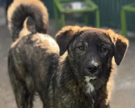 Yamir, male young Mixed Breed for adoption at Tierrettung International e.V.