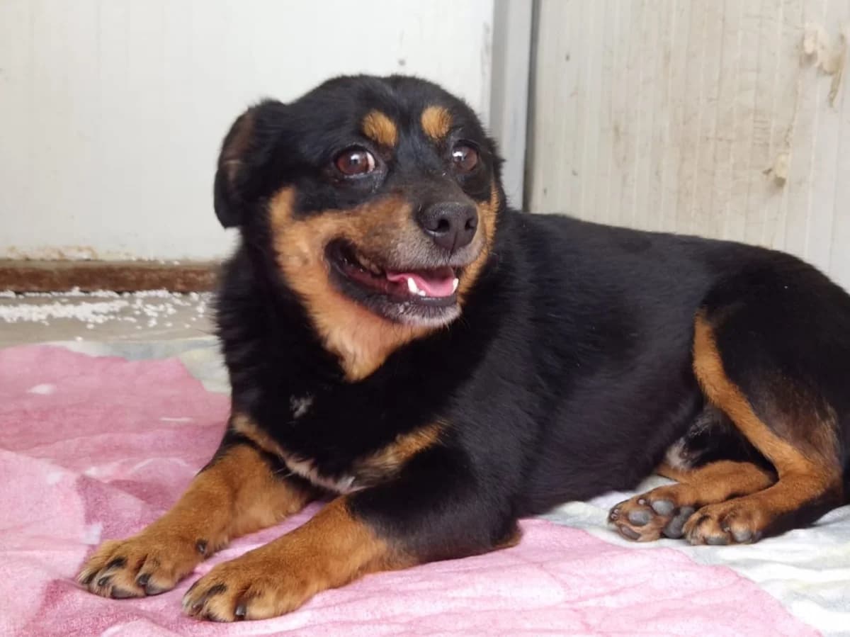 Cosmo, male 3yo Mixed Breed for adoption at Tierrettung International e.V.