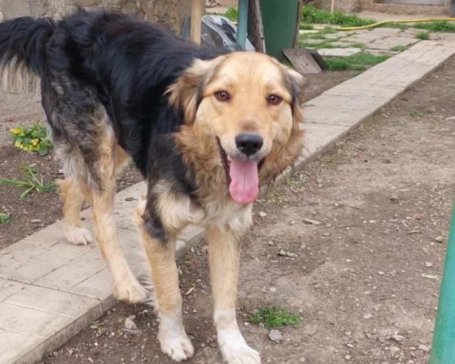 Kaloyan, male 3yo Mixed Breed for adoption at Tierrettung International e.V.