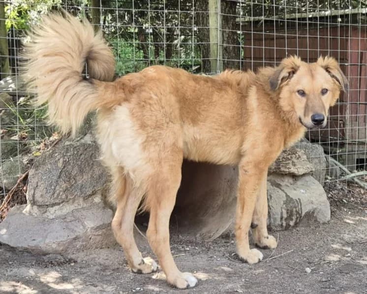 Enyo – PLZ 39291, male young Mixed Breed for adoption at Tierrettung International e.V.