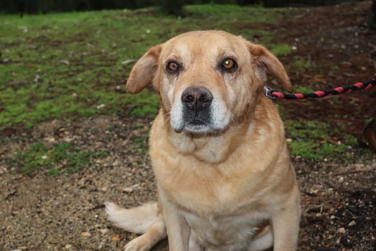Ike, male senior Mixed Breed for adoption at Tierrettung International e.V.