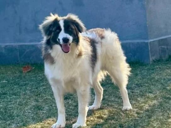 Maia, female 4yo Mixed Breed for adoption at Tierrettung International e.V.