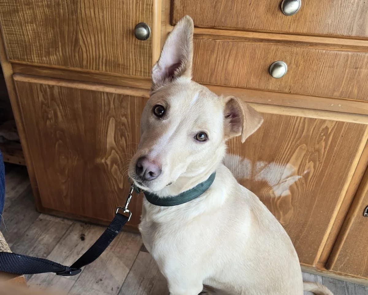 Smiorchi – PLZ 26629, male young Mixed Breed for adoption at Tierrettung International e.V.