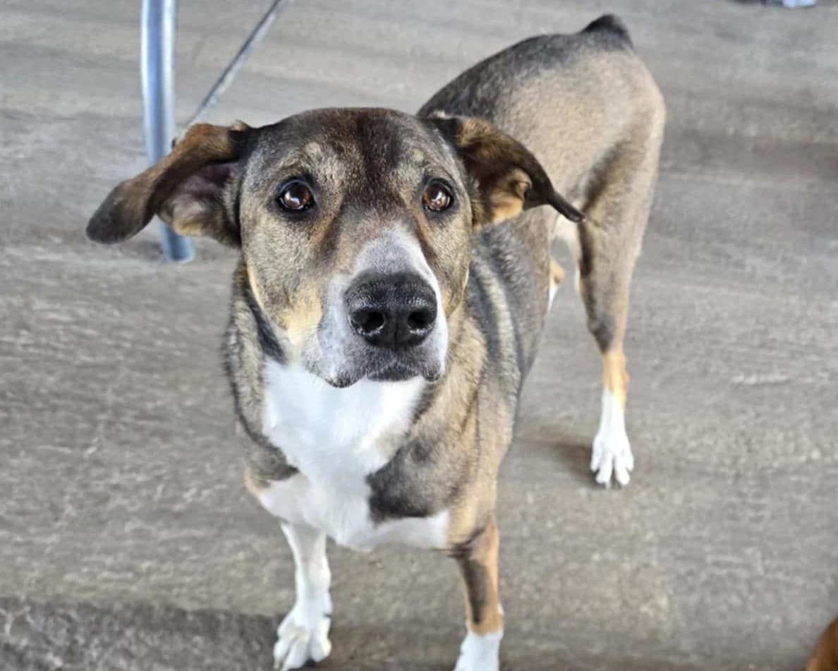 Buba, female senior Mixed Breed for adoption at Tierrettung International e.V.