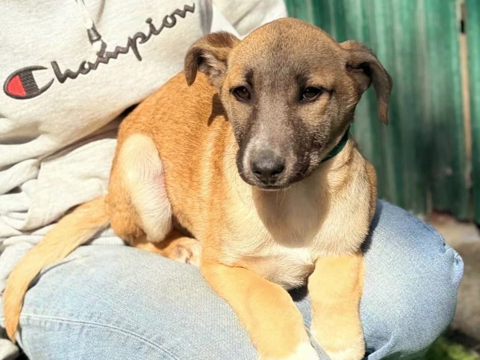 Ianjo, male young Mixed Breed for adoption at Tierrettung International e.V.
