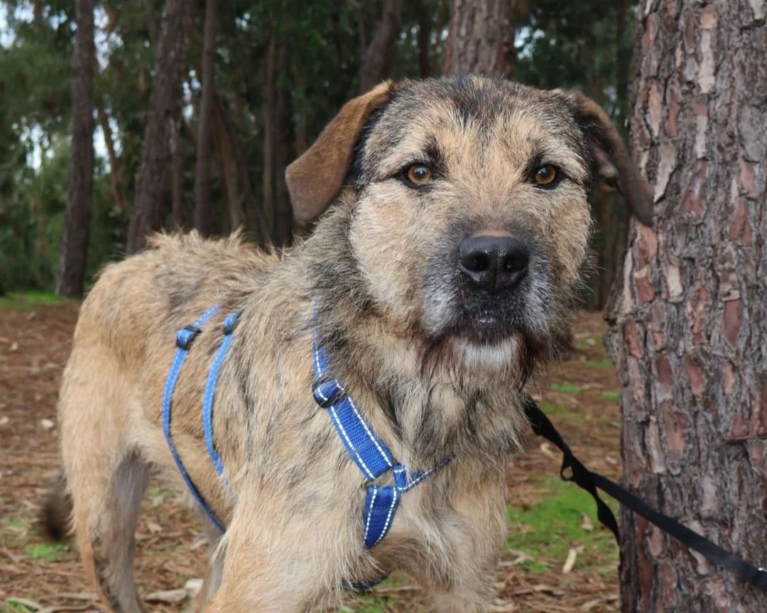 Nippon, male young Mixed Breed for adoption at Tierrettung International e.V.