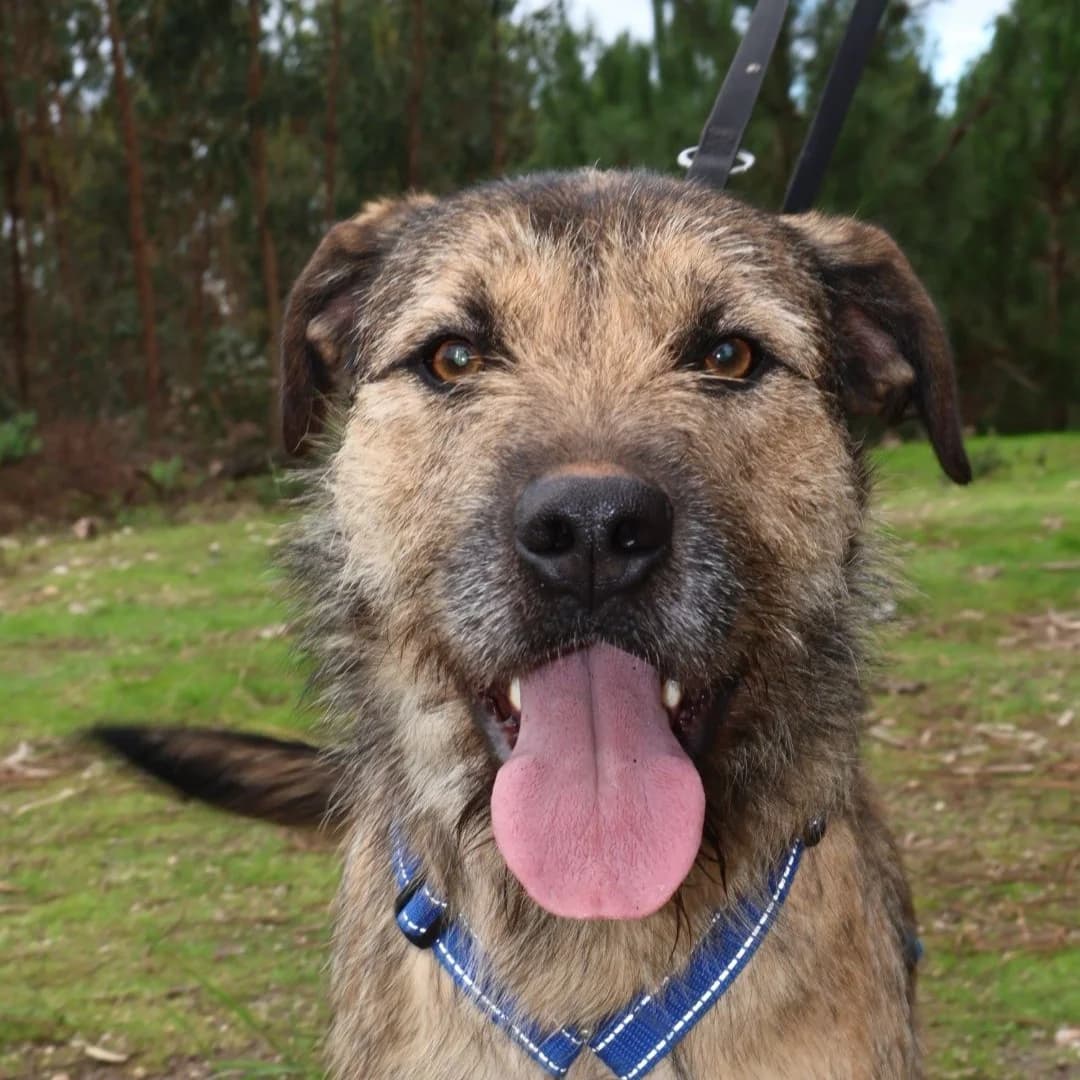 Nippon, male young Mixed Breed for adoption at Tierrettung International e.V.