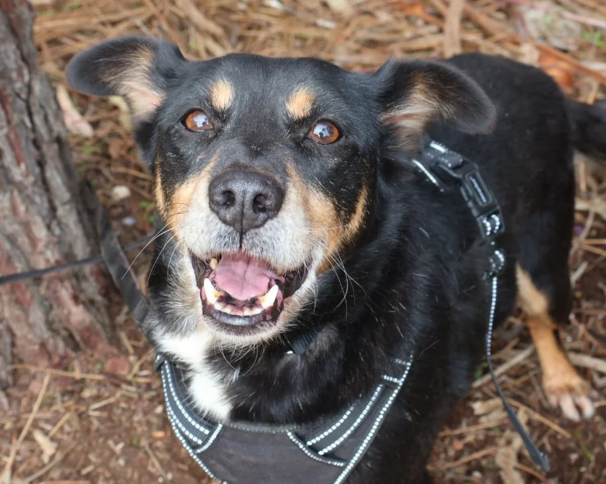 Nutella, male senior Mixed Breed for adoption at Tierrettung International e.V.