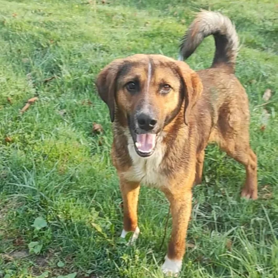 Sancho, male young Mixed Breed for adoption at Tierrettung International e.V.