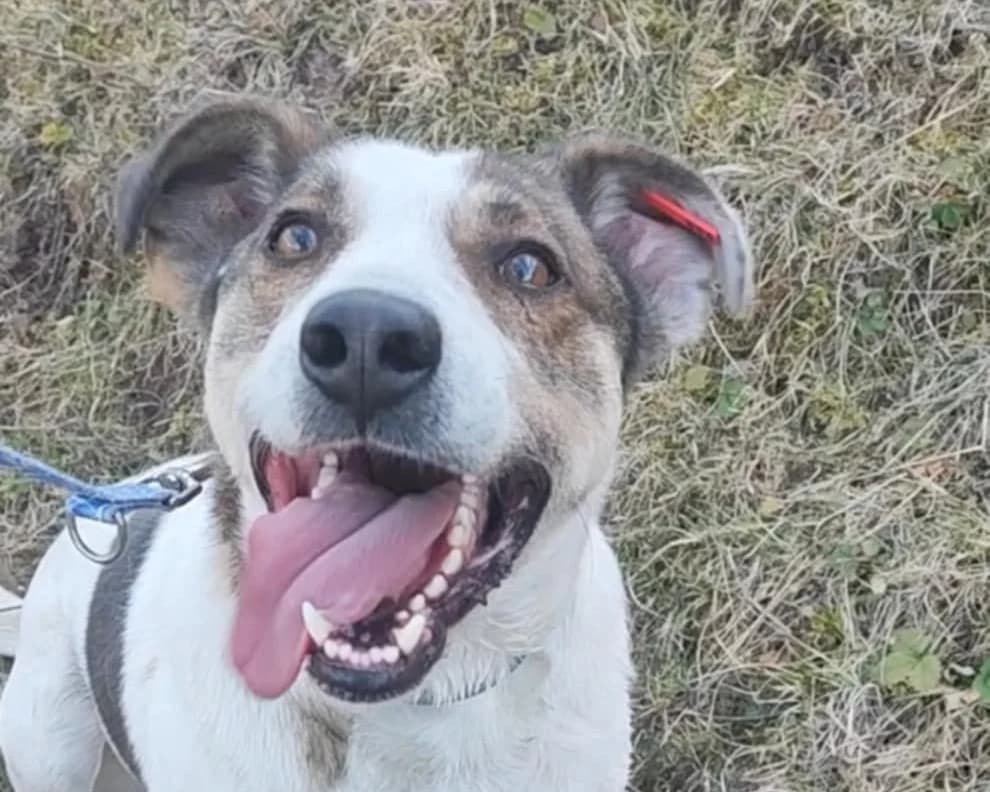 Gregory, male young Mixed Breed for adoption at Tierrettung International e.V.