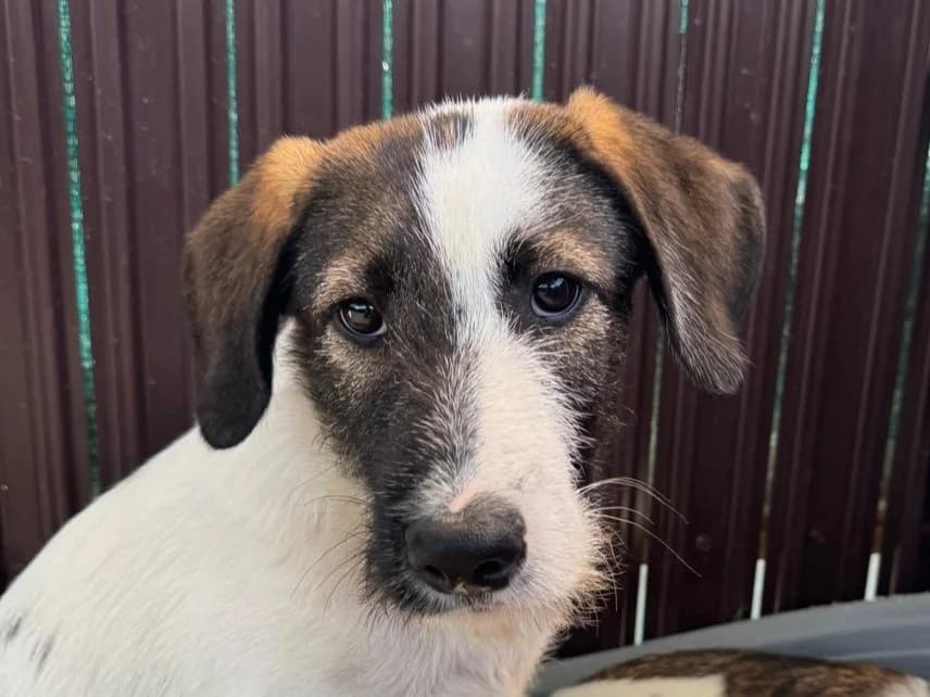 Fabi, male puppy Mixed Breed for adoption at Tierrettung International e.V.