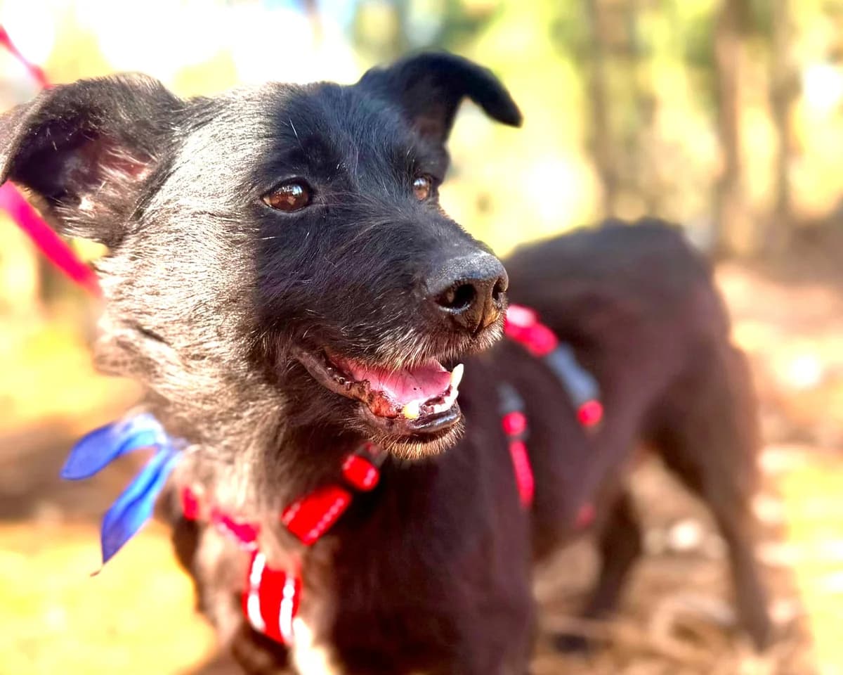 Pumba – PLZ 79271, male senior Mixed Breed for adoption at Tierrettung International e.V.