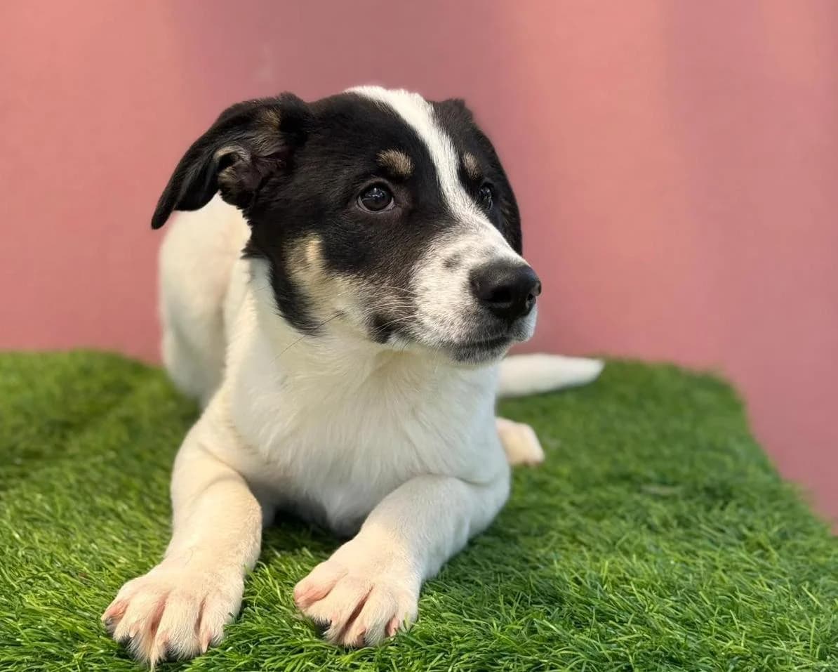 Aconi, male puppy Mixed Breed for adoption at Tierrettung International e.V.