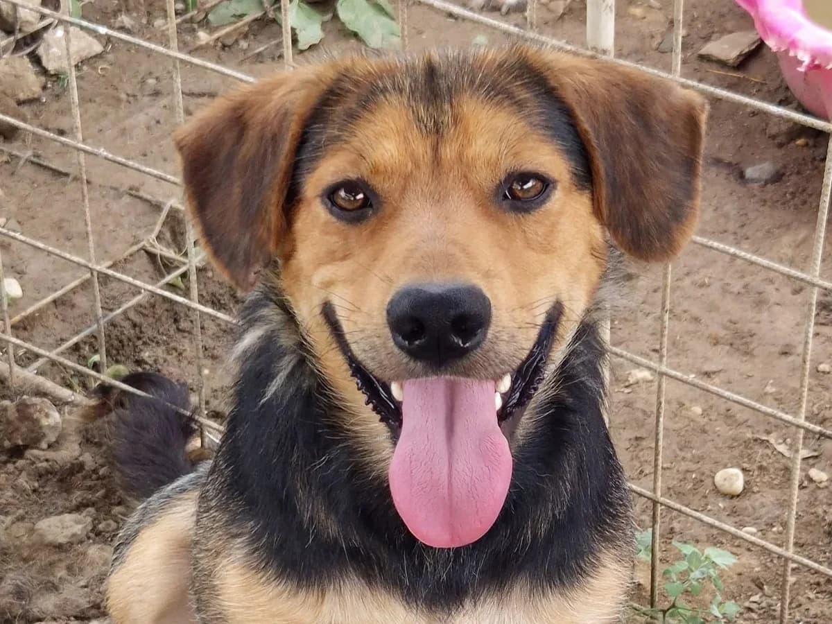 Elliot, male 3yo Mixed Breed for adoption at Tierrettung International e.V.