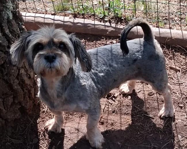 Foffy, male 7yo Mixed Breed for adoption at Tierrettung International e.V.