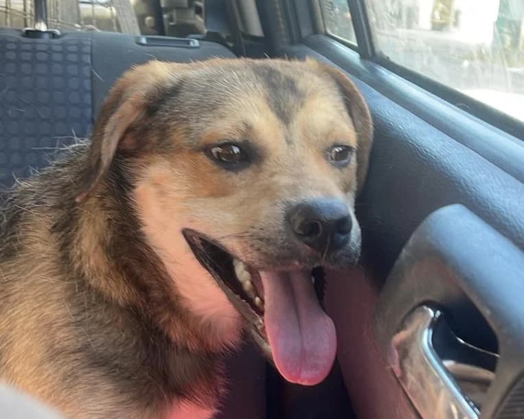 Artus, male young Mixed Breed for adoption at Tierrettung International e.V.