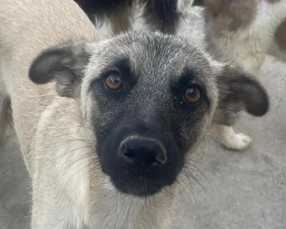Alain, male young Mixed Breed for adoption at Tierrettung International e.V.