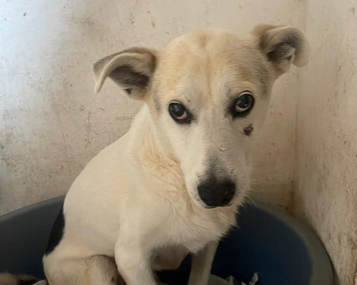 Lenny – PLZ 45239, male 7yo Mixed Breed for adoption at Tierrettung International e.V.