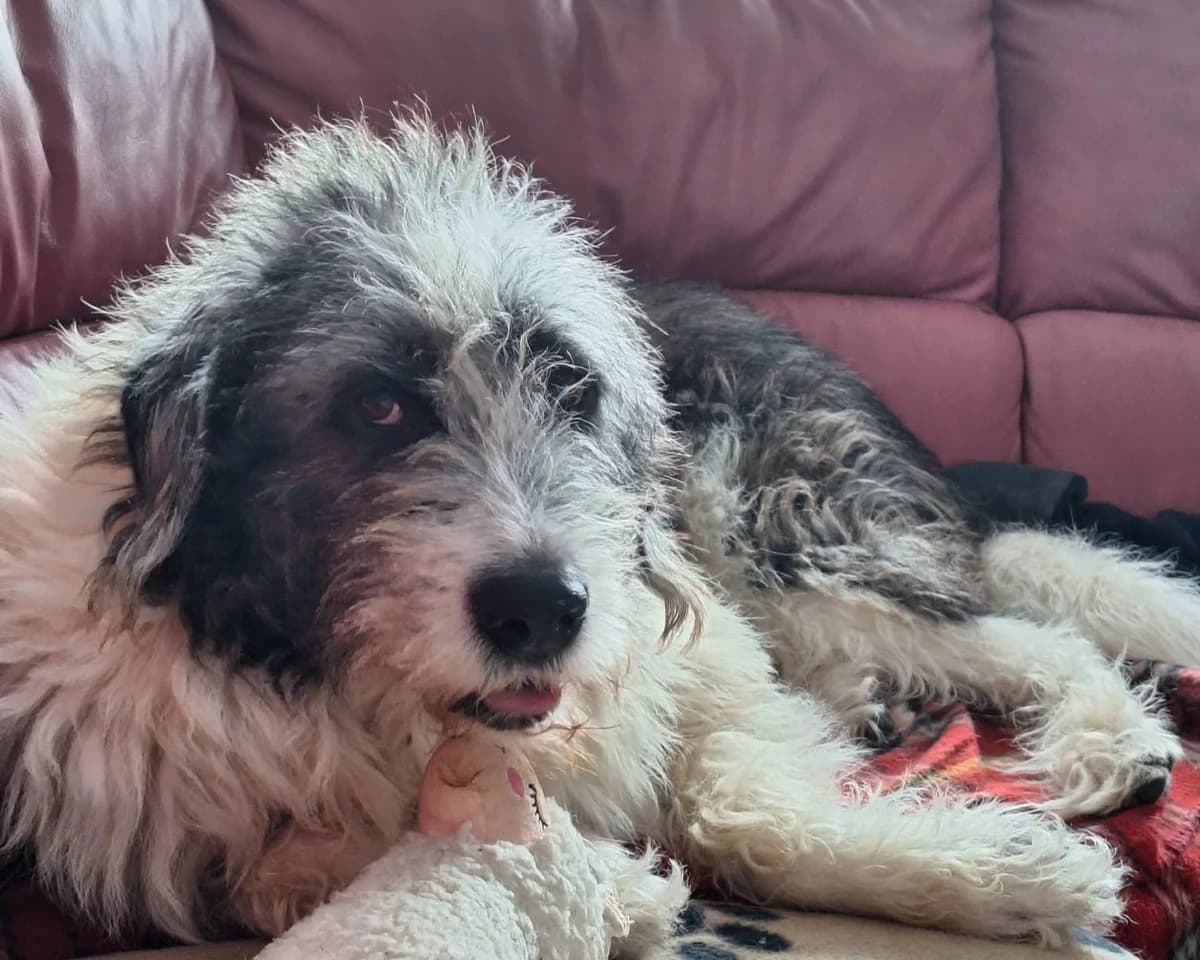 Leslie – PLZ 90552, female young Mixed Breed for adoption at Tierrettung International e.V.