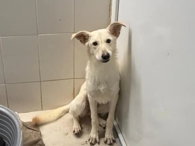 Cory, female young Mixed Breed for adoption at Tierrettung International e.V.