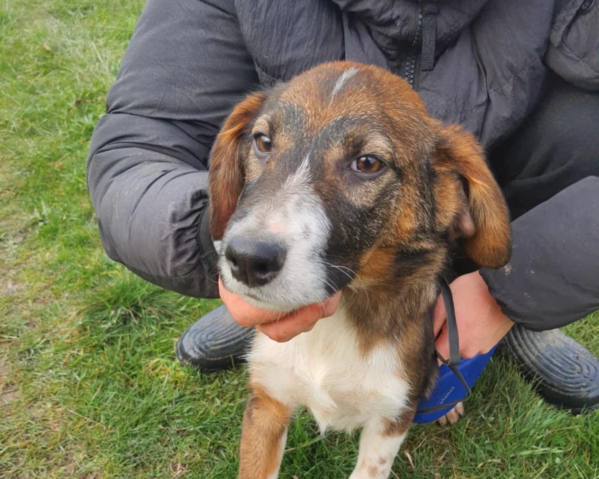 Yoko, male puppy Mixed Breed for adoption at Tierrettung International e.V.