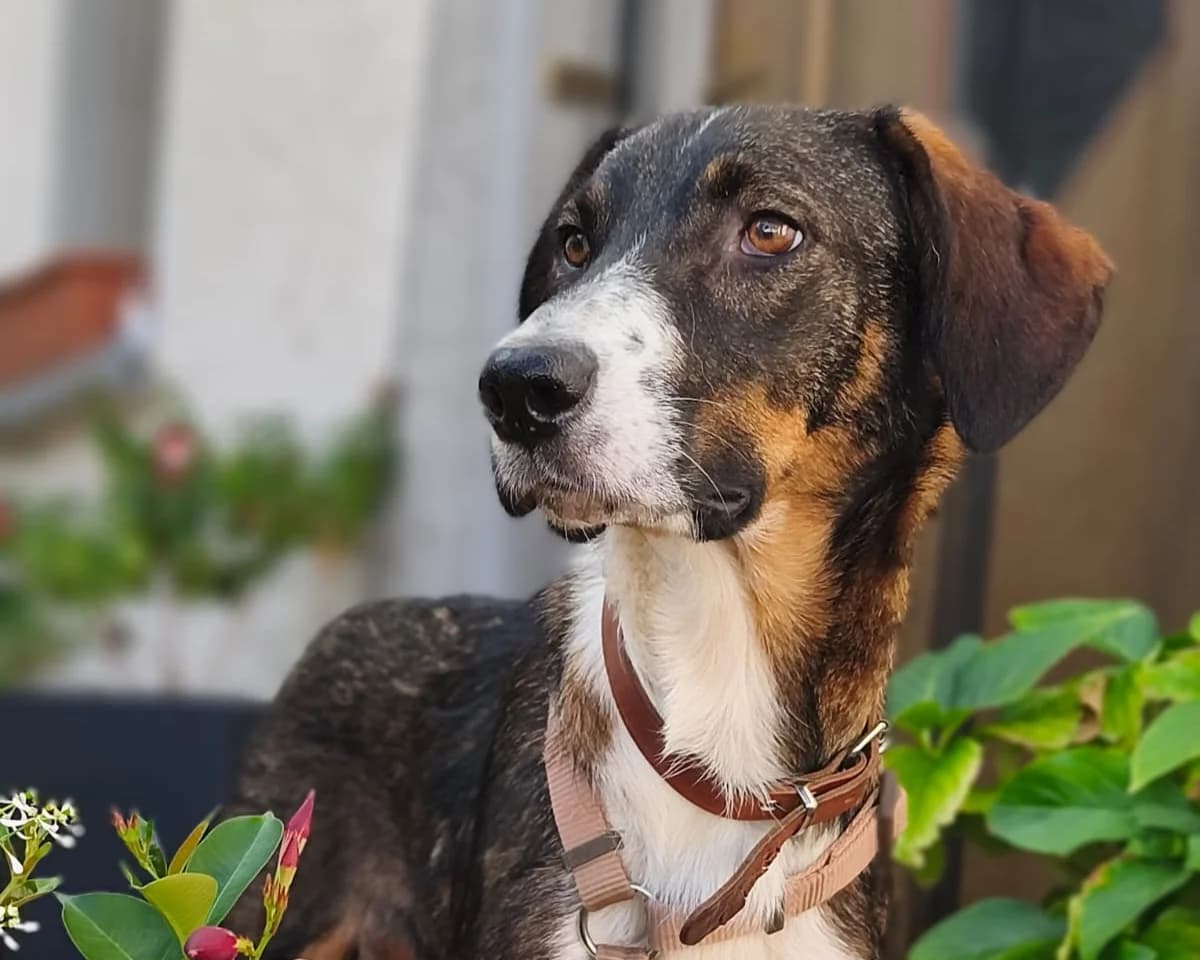 Yoko – PLZ 15320, male young Mixed Breed for adoption at Tierrettung International e.V.