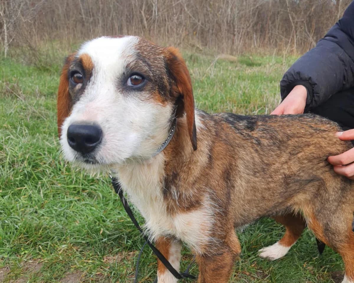 Bibi, female puppy Mixed Breed for adoption at Tierrettung International e.V.