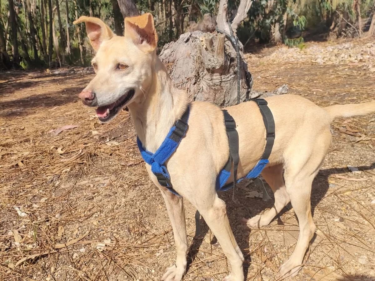 Tara, female 3yo Mixed Breed for adoption at Tierrettung International e.V.