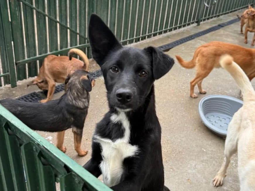 Petre, male puppy Mixed Breed for adoption at Tierrettung International e.V.