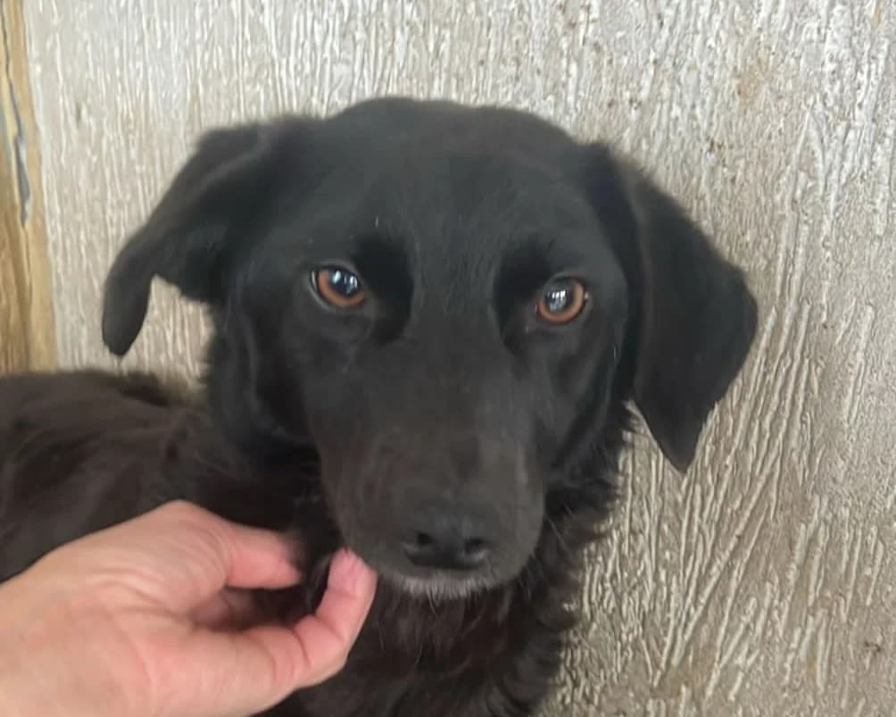 Chilly, female young Mixed Breed for adoption at Tierrettung International e.V.