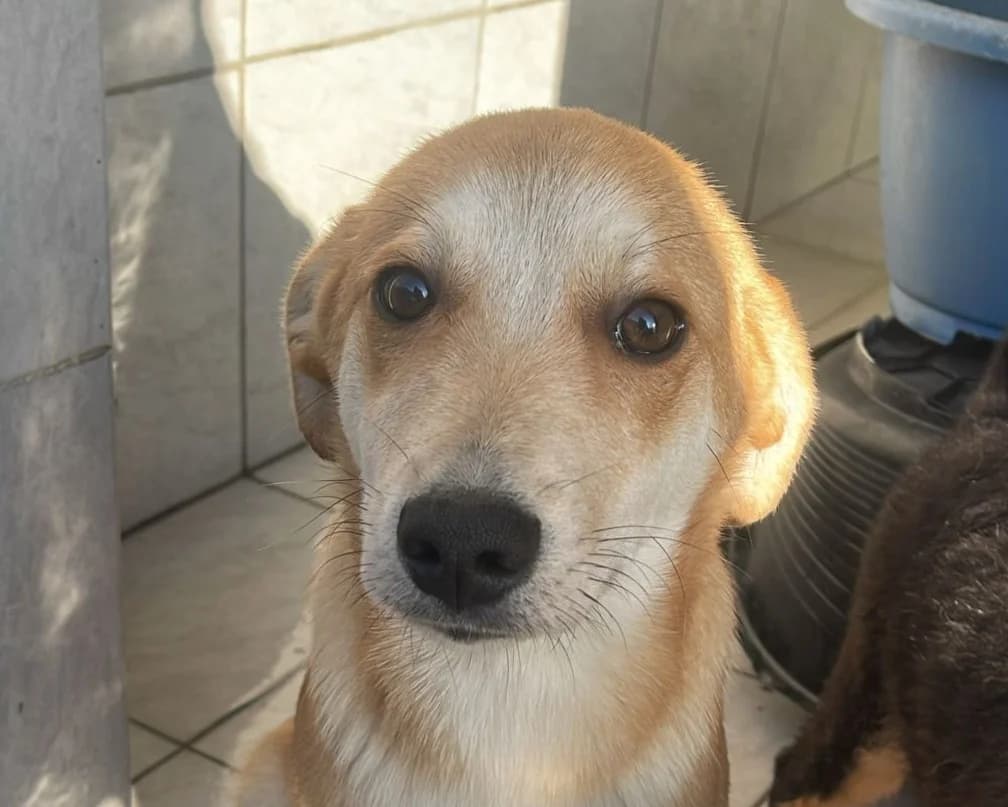 Luis, male young Mixed Breed for adoption at Tierrettung International e.V.