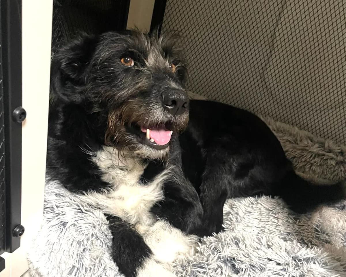 Lany – PLZ 24852, female 6yo mixed breed for adoption at Tierrettung International e.V.