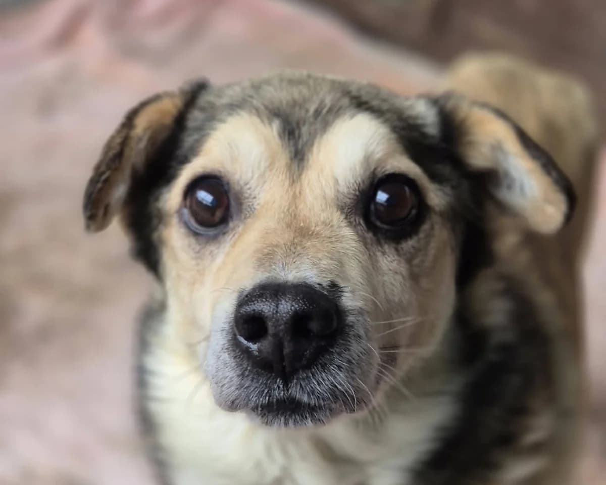 Elvis, male senior Mixed Breed for adoption at Tierrettung International e.V.