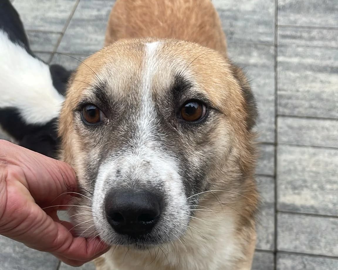 Fido, male 3yo Mixed Breed for adoption at Tierrettung International e.V.