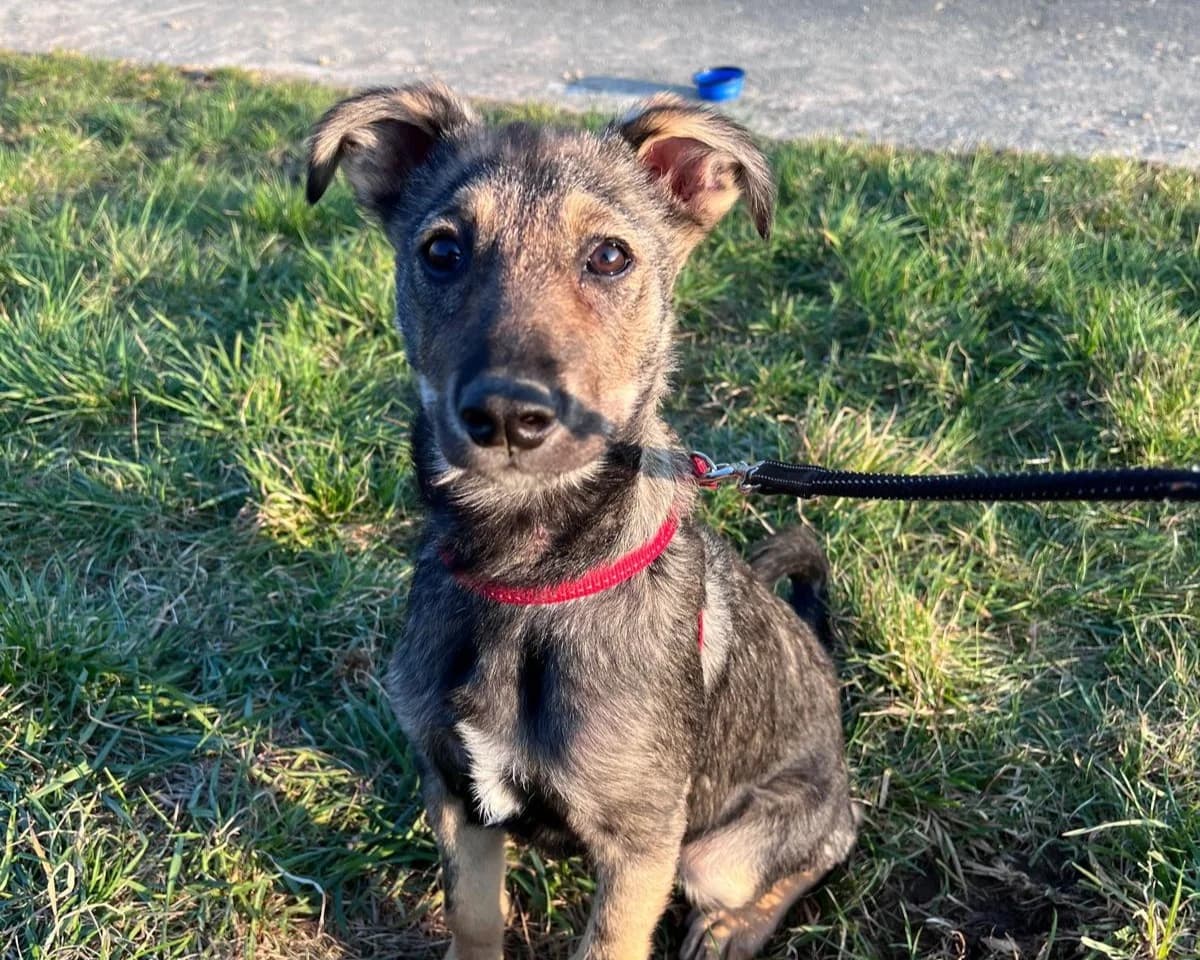 Soocy – PLZ 37589, female young Mixed Breed for adoption at Tierrettung International e.V.