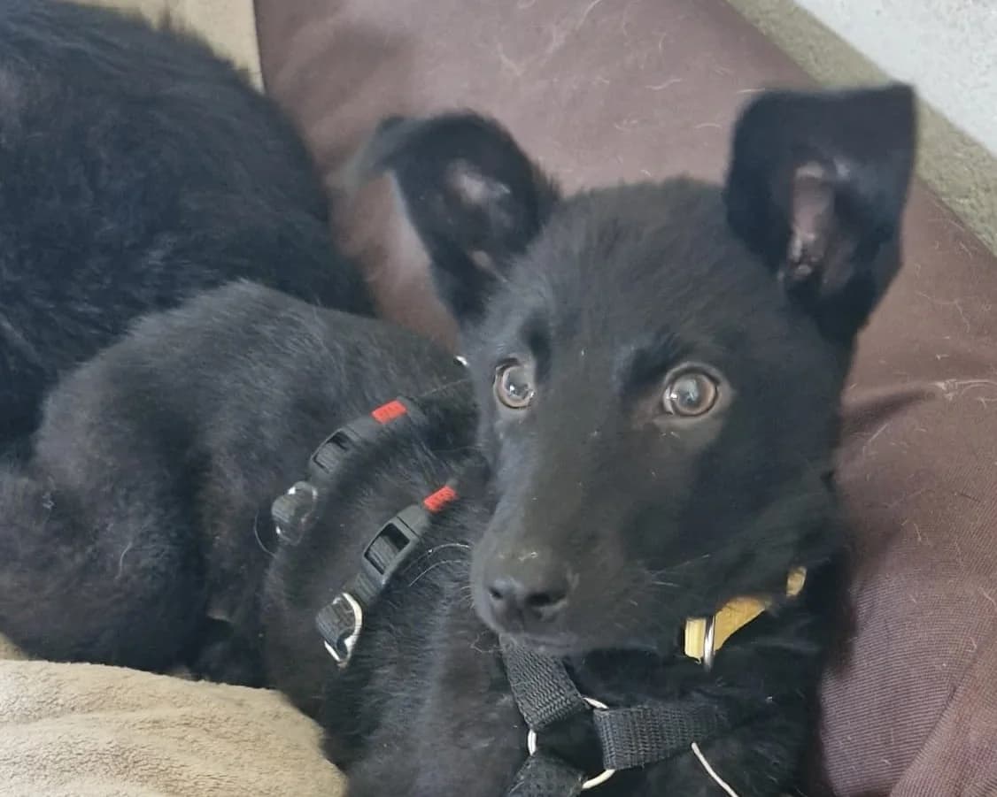Soley – PLZ 51469, female puppy Mixed Breed for adoption at Tierrettung International e.V.