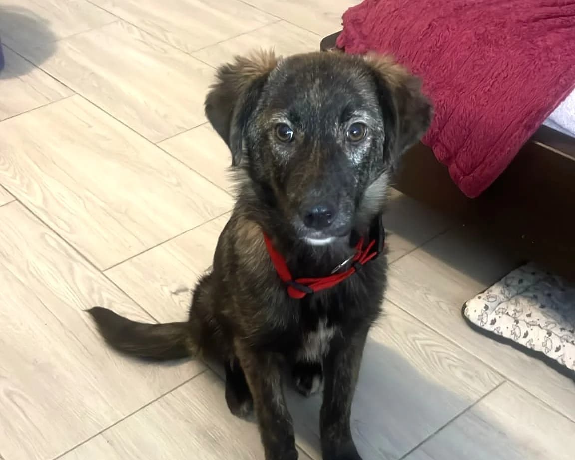 Yala, female young Mixed Breed for adoption at Tierrettung International e.V.