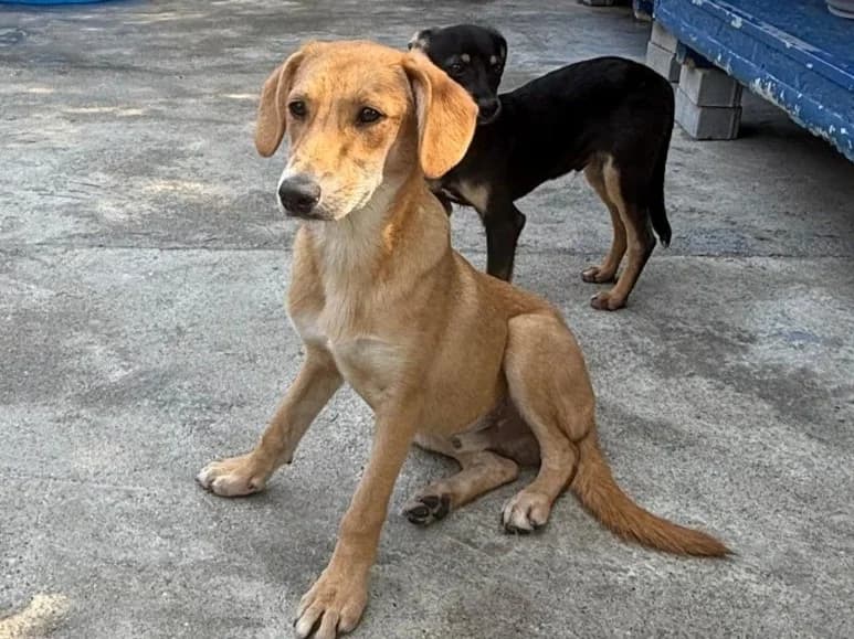 Athos, male young Mixed Breed for adoption at Tierrettung International e.V.