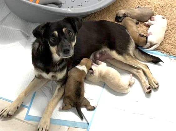 Gabi, female senior Mixed Breed for adoption at Tierrettung International e.V.
