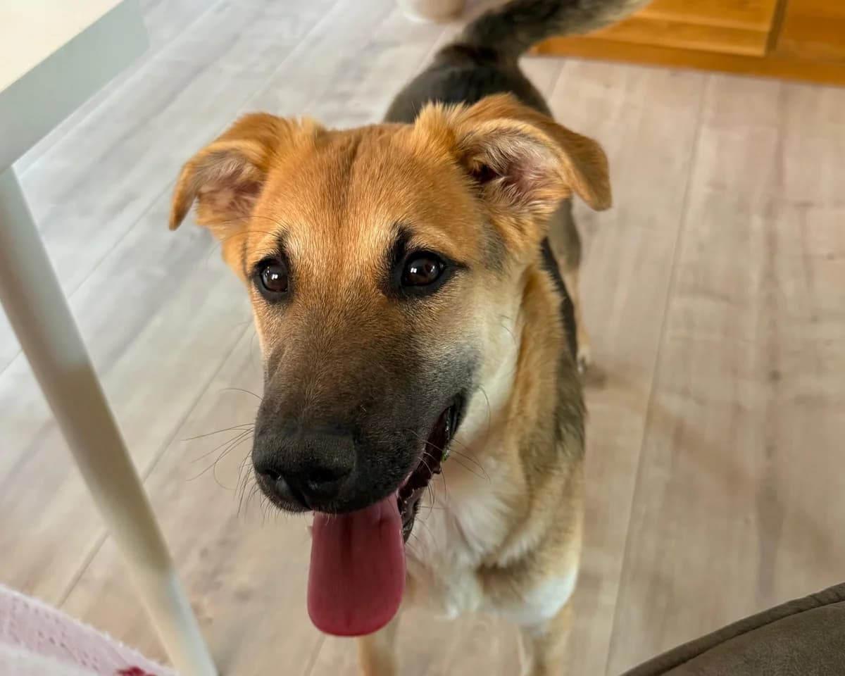 Salsa – PLZ 50769, female young Mixed Breed for adoption at Tierrettung International e.V.