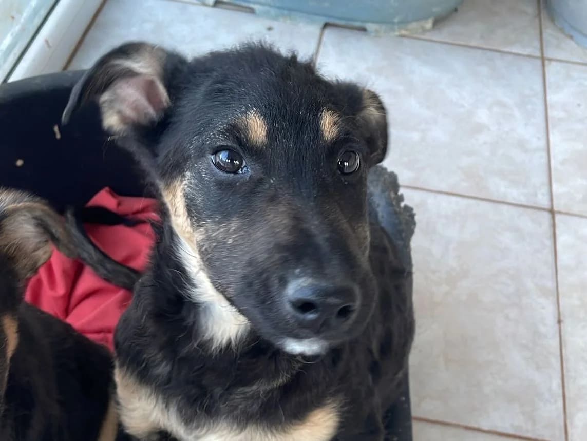 Sammy, male puppy Mixed Breed for adoption at Tierrettung International e.V.
