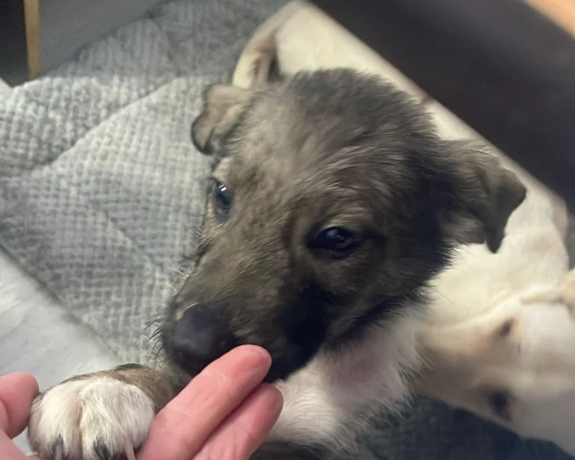 Skipper, male puppy Mixed Breed for adoption at Tierrettung International e.V.