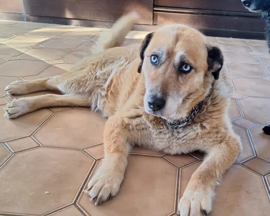 Mara – PLZ 90552, female senior Mixed Breed for adoption at Tierrettung International e.V.