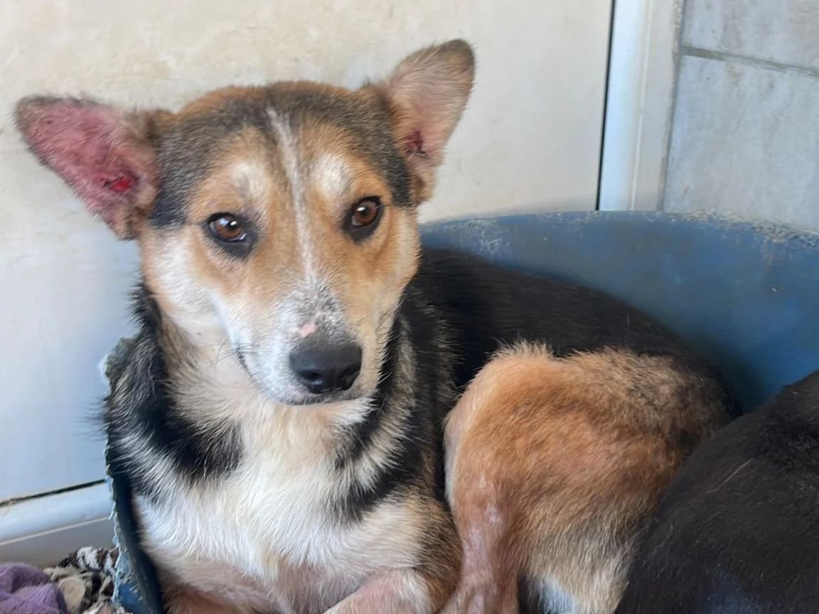 Trixi, female young Mixed Breed for adoption at Tierrettung International e.V.