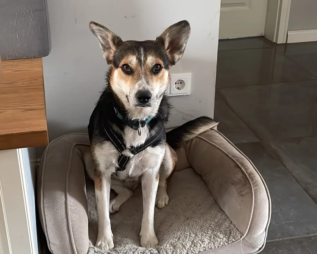 Trixi – PLZ 91587, female 3yo Mixed Breed for adoption at Tierrettung International e.V.