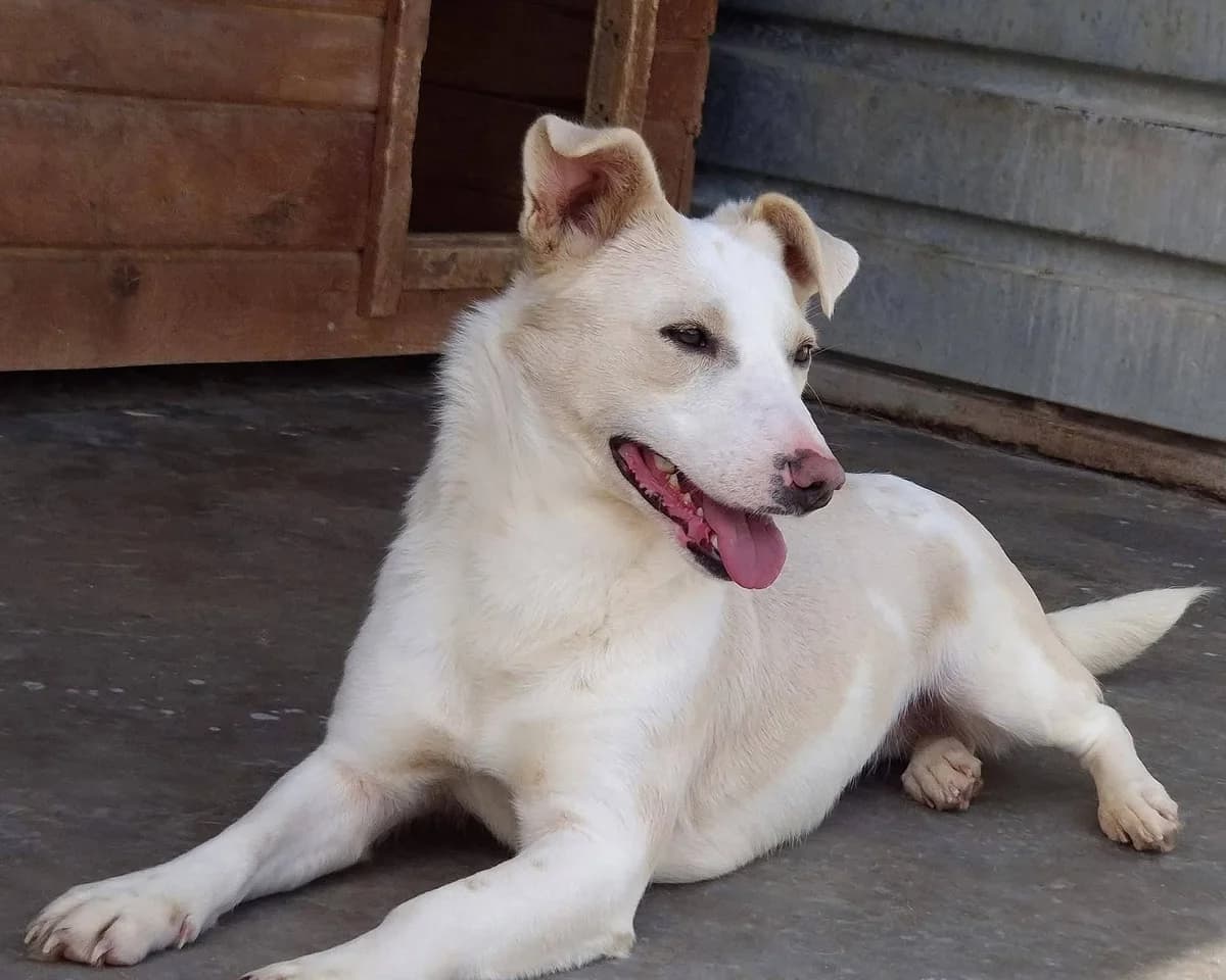 Koko, female 5yo Mixed Breed for adoption at Tierrettung International e.V.